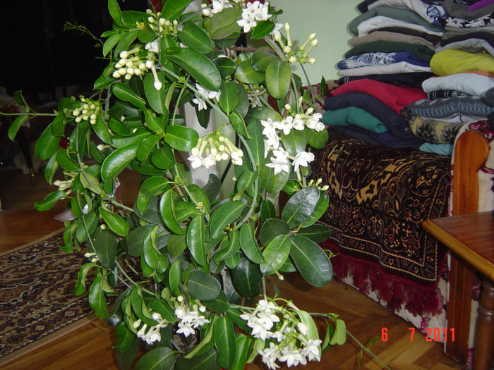 Picture 2004 - 0- STEPHANOTIS