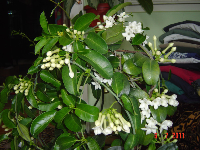 Picture 2005 - 0- STEPHANOTIS