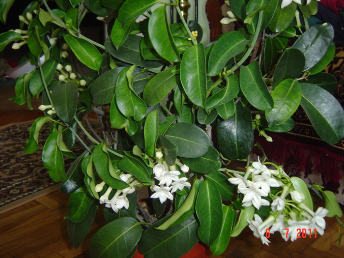 Picture 2006 - 0- STEPHANOTIS