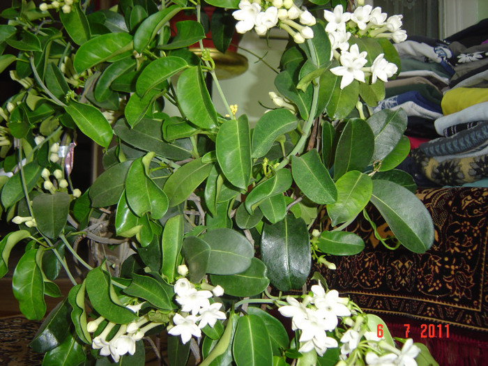 Picture 2007 - 0- STEPHANOTIS