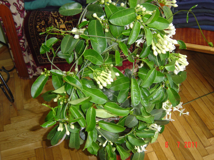 Picture 2010 - 0- STEPHANOTIS