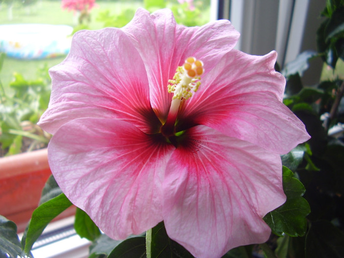  - hibiscus