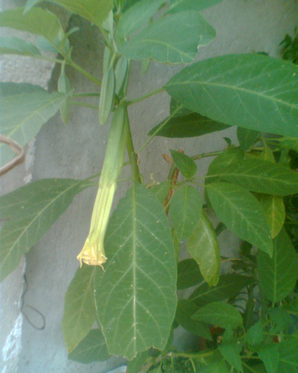 2011 - Brugmansia