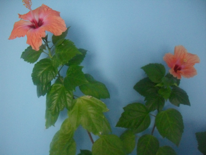 SDC15308 - HIBISCUS-2010-2011