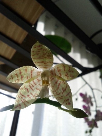 07.07.11 - Phalaenopsis mariae-specie