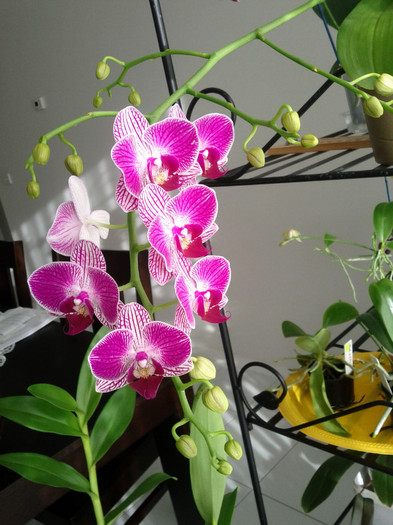 07.07.11 - Phalaenopsis