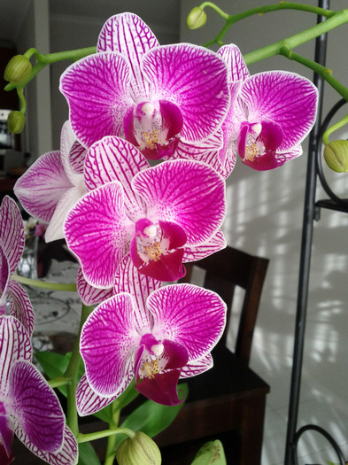 07.07.11 - Phalaenopsis