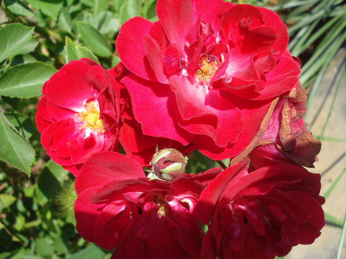 Rose Leipzig (2011, June 19)