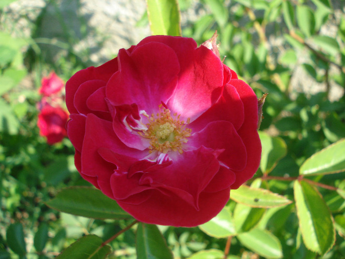 Rose Leipzig (2011, June 19) Rose Leipzig (2011, June 19)