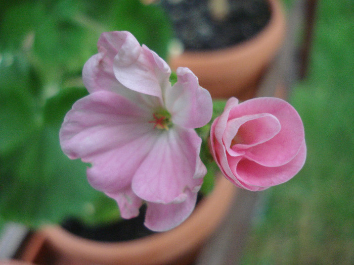 Geranium Appleblossom (2011, July 01)