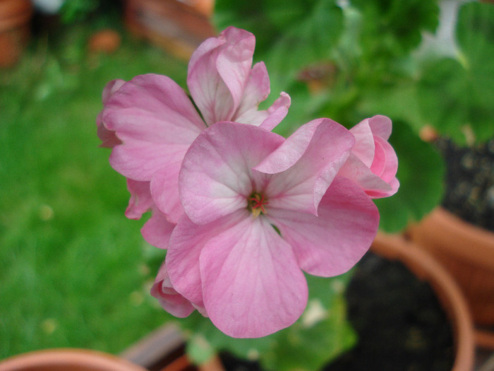 Geranium Appleblossom (2011, July 03) - Geranium Appleblossom