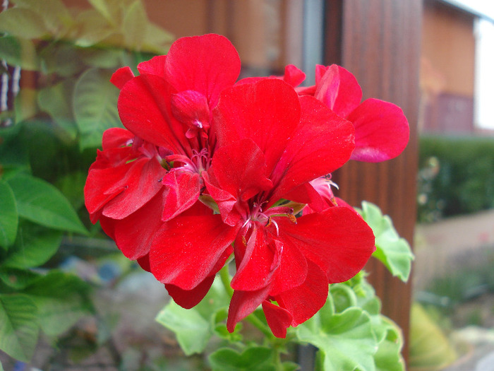 Ivy geranium Barock (2010, July 06)