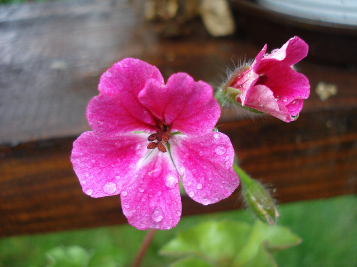 Geranium Summer Showers (`11, Jul.03) - Ivy-geranium Summer Showers