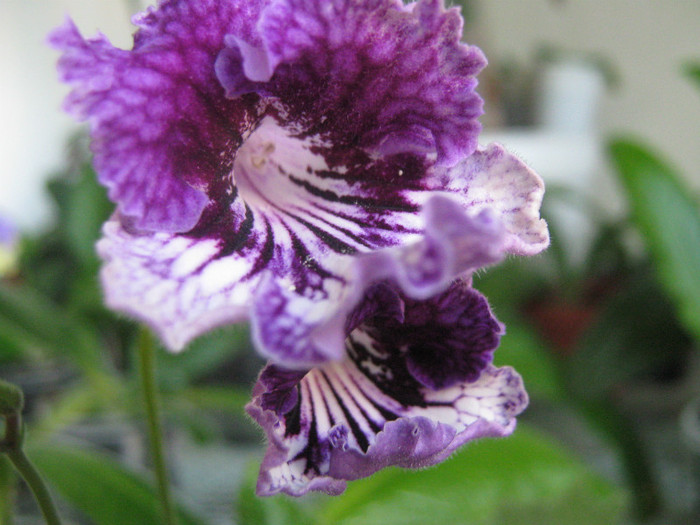  - streptocarpus CF Giselle