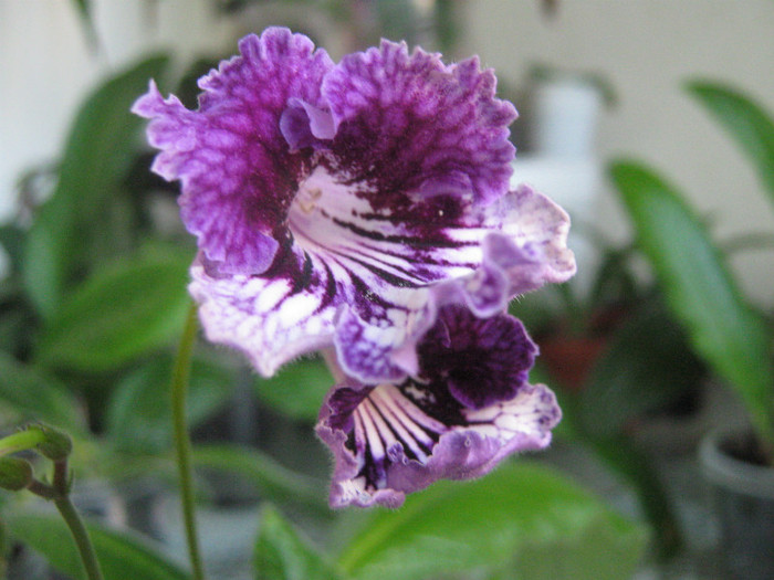  - streptocarpus CF Giselle