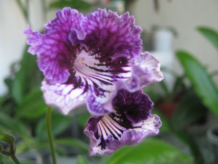  - streptocarpus CF Giselle