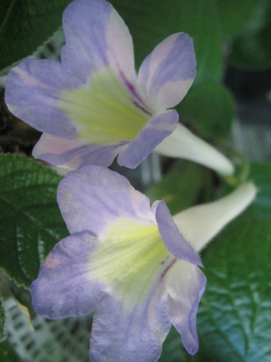  - streptocarpus Bristol s Psychedelic Sun