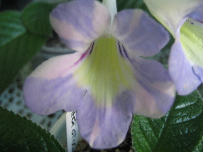  - streptocarpus Bristol s Psychedelic Sun