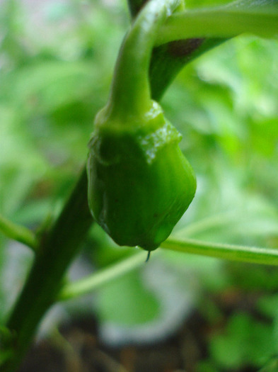 Orange Habanero Pepper (2011, July 03)