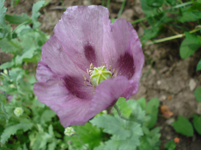Purple Poppy (2011, July 06)