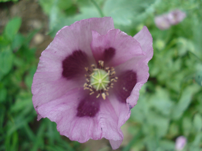 Purple Poppy (2011, July 06) - MACI Poppy Papaver