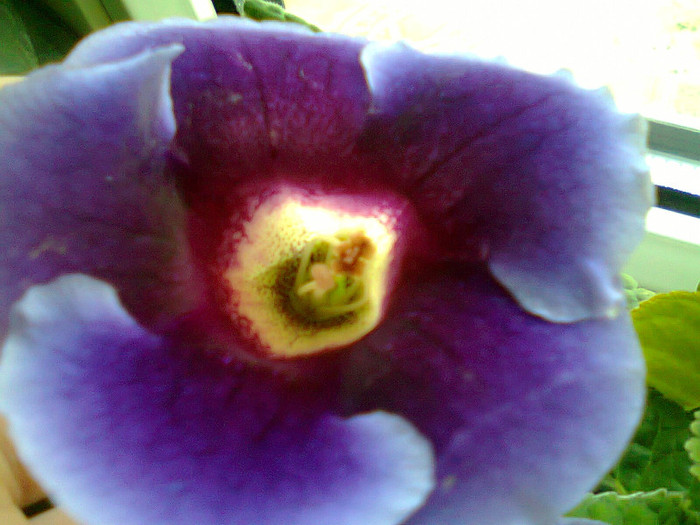 Fotografie0152 - gloxinia