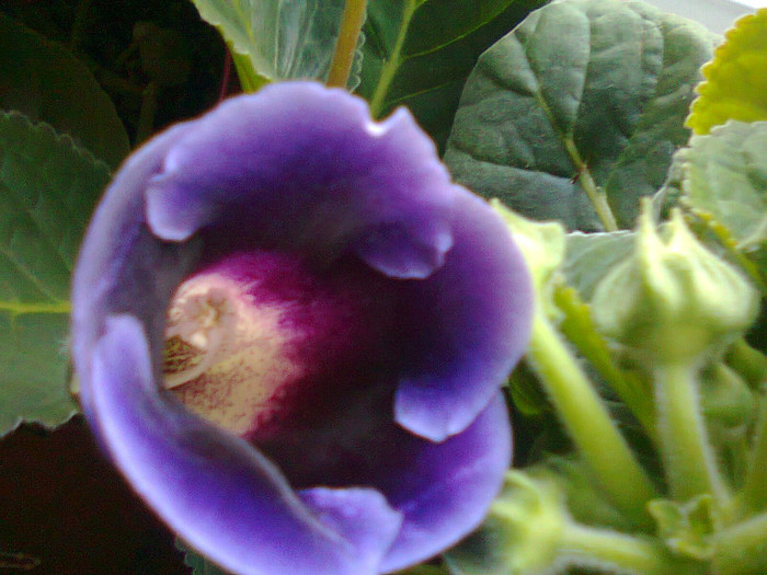 Fotografie0153 - gloxinia