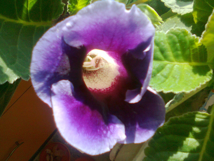 Fotografie0162 - gloxinia