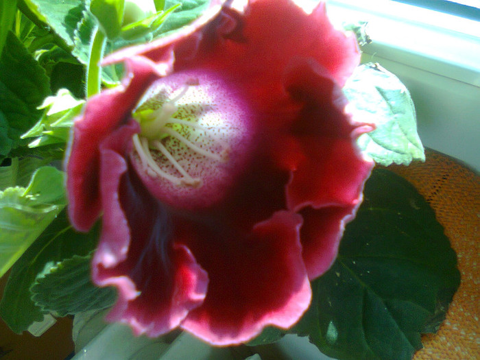 Fotografie0163 - gloxinia