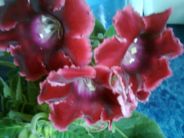 Fotografie0179 - gloxinia