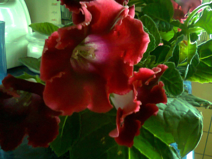 Fotografie0180 - gloxinia