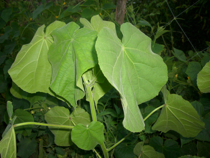 DSCI0545 - 2011 abutilon teophrasti