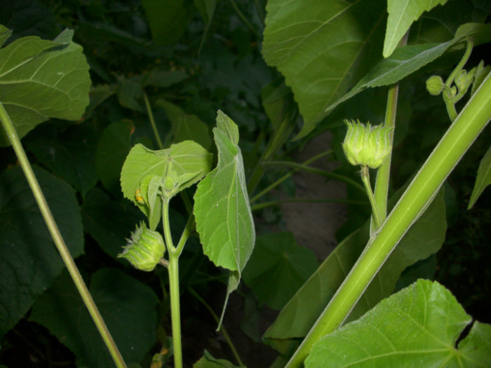 DSCI0539 - 2011 abutilon teophrasti