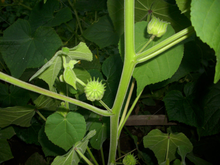 DSCI0544 - 2011 abutilon teophrasti