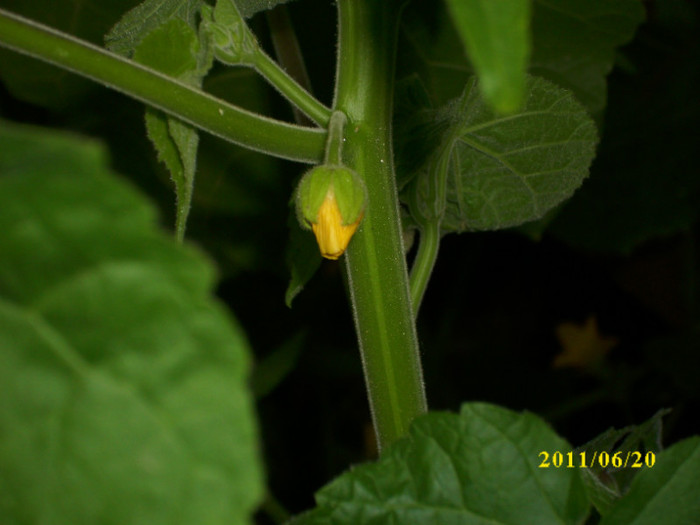 DSCI0779 - 2011 abutilon teophrasti