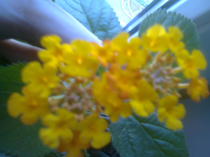 Fotografie0186 - lantana