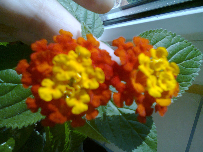 Fotografie0198 - lantana