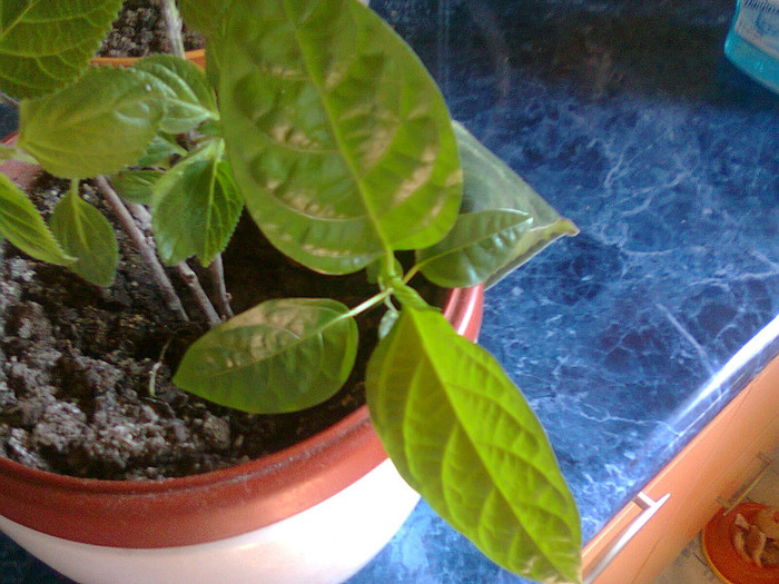 Fotografie0165 - passiflora