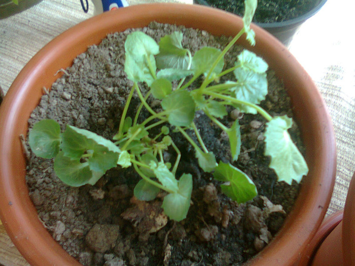 Fotografie0174 - campanula