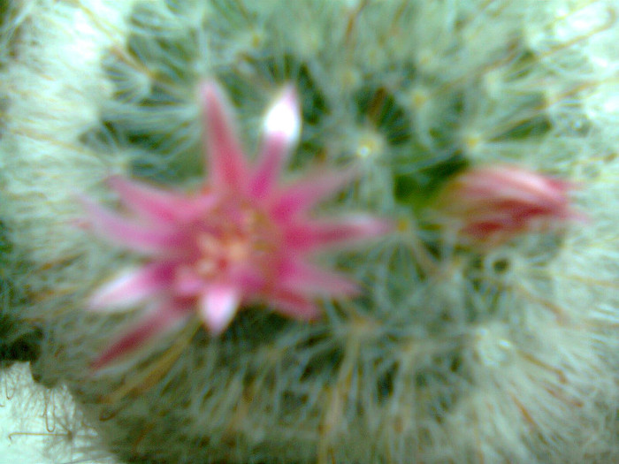 Fotografie0209 - cactusi