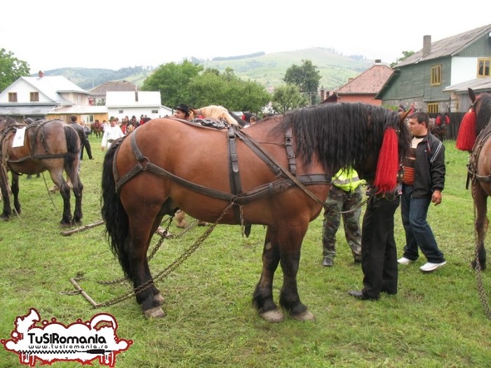 Expozitie canina concursuri forestiere demostratii tipice (2)