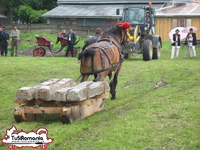 Expozitie canina concursuri forestiere demostratii tipice (4) - Parada cailor si a cainilor la Zilele Humorului