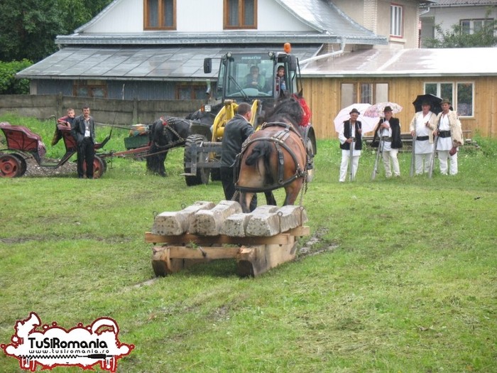 Expozitie canina concursuri forestiere demostratii tipice (5) - Parada cailor si a cainilor la Zilele Humorului