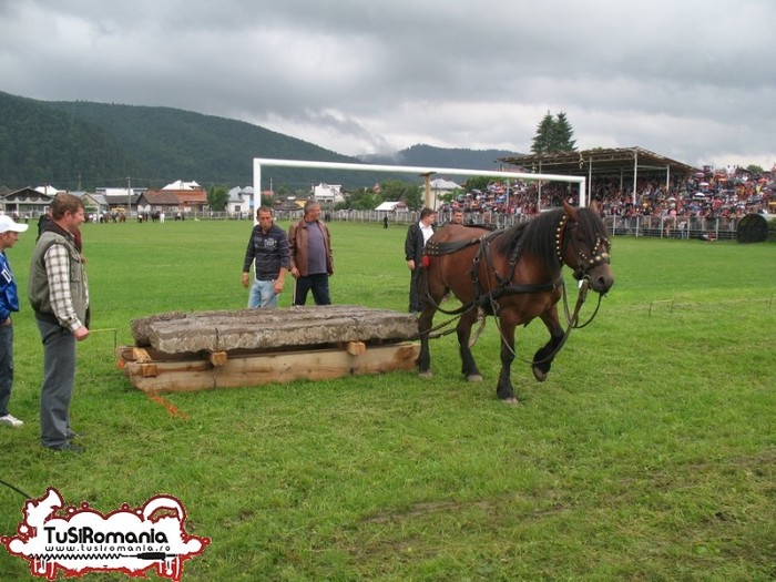 Expozitie canina concursuri forestiere demostratii tipice (6) - Parada cailor si a cainilor la Zilele Humorului