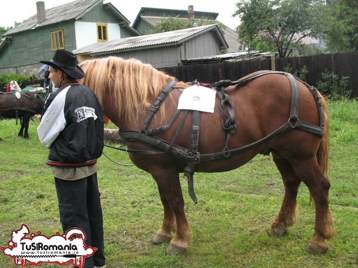 Expozitie canina concursuri forestiere demostratii tipice (7) - Parada cailor si a cainilor la Zilele Humorului