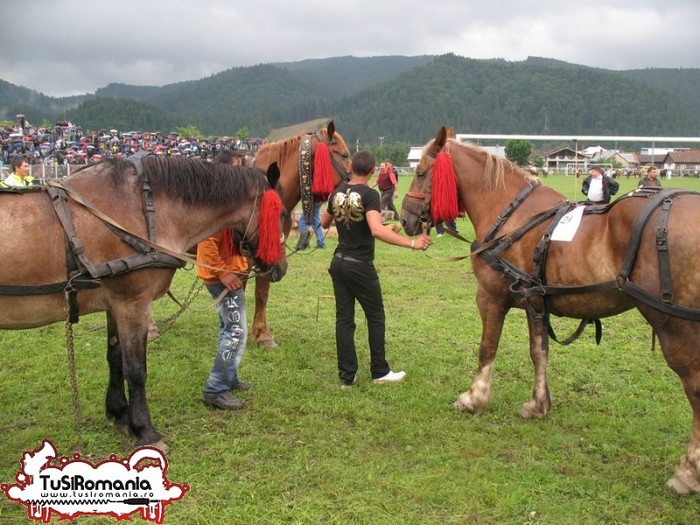 Expozitie canina concursuri forestiere demostratii tipice (8) - Parada cailor si a cainilor la Zilele Humorului