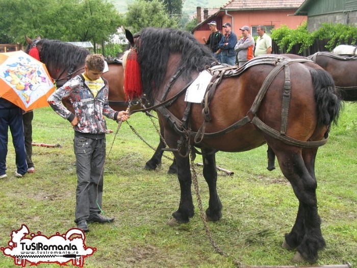 Expozitie canina concursuri forestiere demostratii tipice (9) - Parada cailor si a cainilor la Zilele Humorului