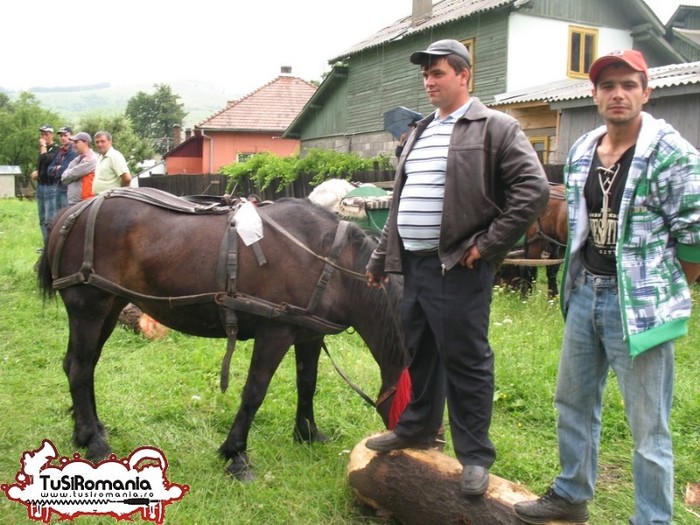 Expozitie canina concursuri forestiere demostratii tipice (10) - Parada cailor si a cainilor la Zilele Humorului