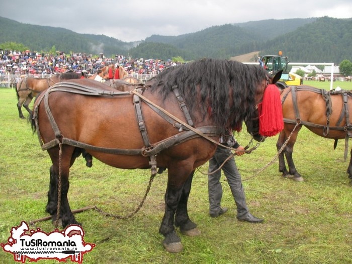 Expozitie canina concursuri forestiere demostratii tipice (12) - Parada cailor si a cainilor la Zilele Humorului