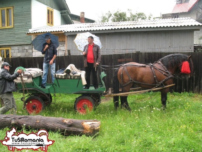 Expozitie canina concursuri forestiere demostratii tipice (13) - Parada cailor si a cainilor la Zilele Humorului